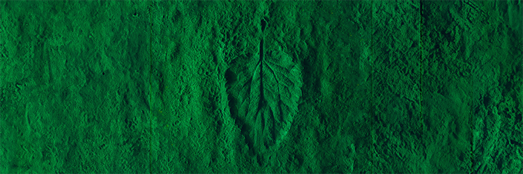Field of Greens Review | Are Organic Greens Healthier?