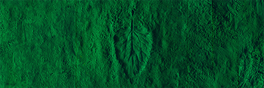 Field of Greens Review | Are Organic Greens Healthier?